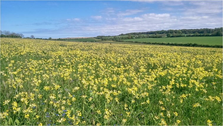 Cowslip Image