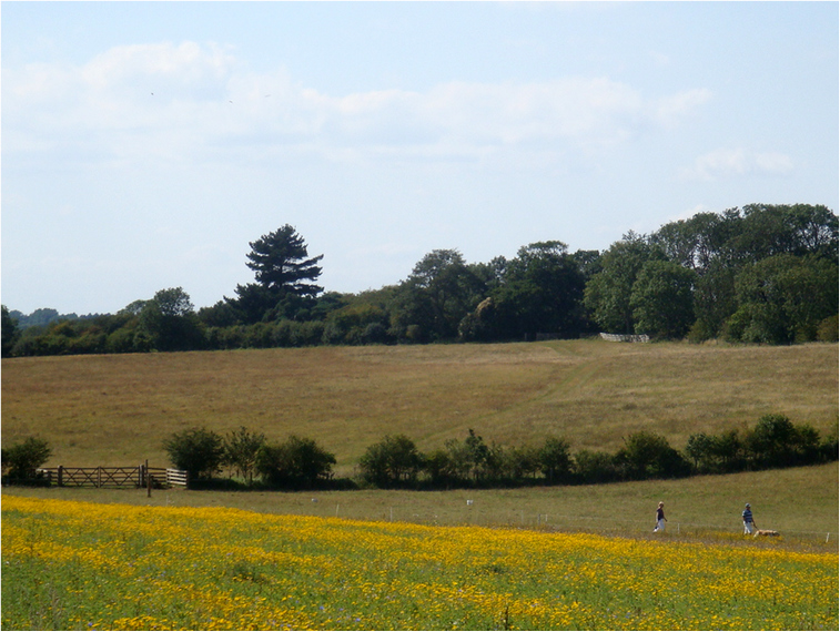 Walking Round The Farm