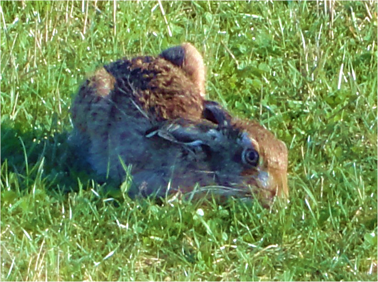 Wildlife On The Farm 